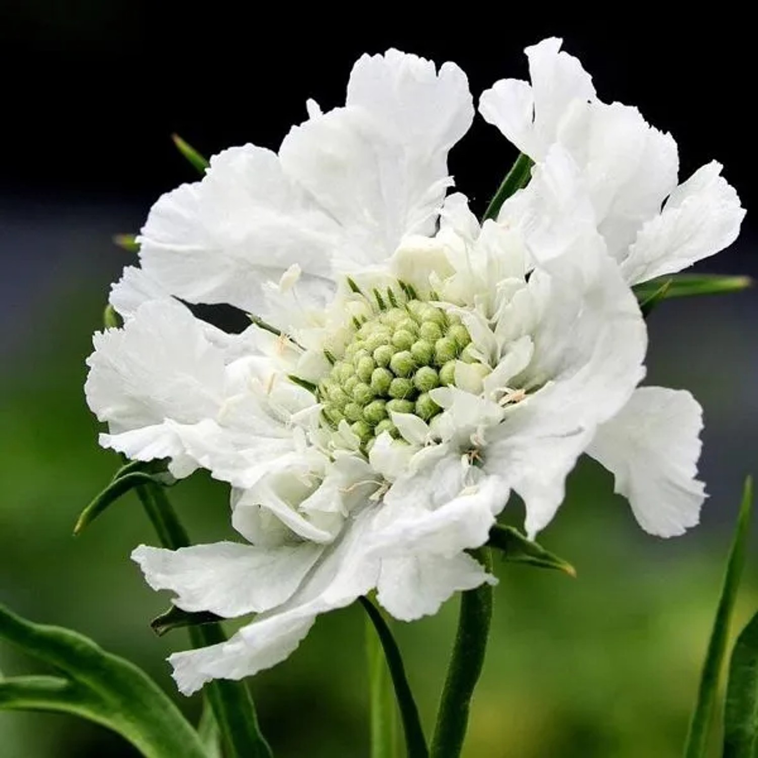 6 x Skabiose 'Alba' Scabiosa caucasica Topf 9cm Weiße Blüten
