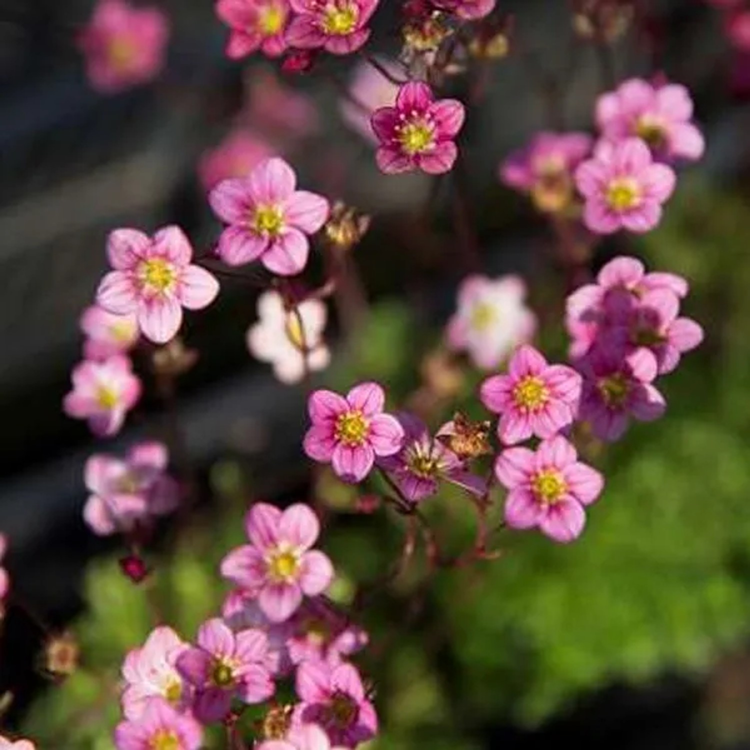6 x Moos-Steinbrech 'Blütenteppich' Saxifraga Topf 9cm Beetrandpflanze
