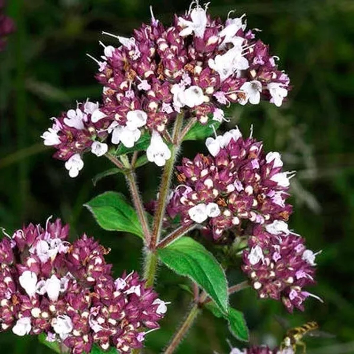 6 x Oregano Origanum Vulgare Topf 9cm Aromatisch