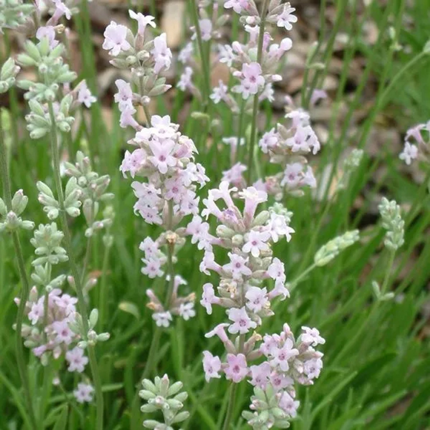 6 x Lavendel 'Rosea' Lavandula angustifolia Topf 9cm Duftende rosa Blüten