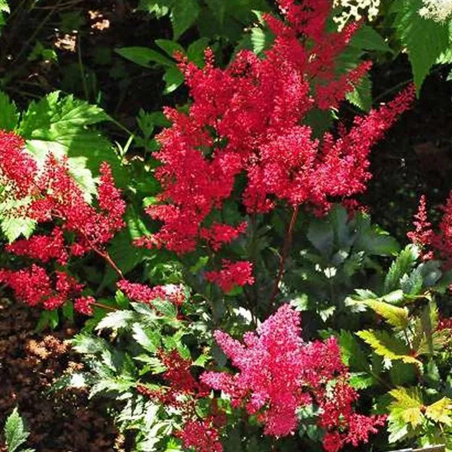 6 x Prachtspiere 'Red Sentinel' Astilbe japonica Topf 9cm Dunkelrote Blüten