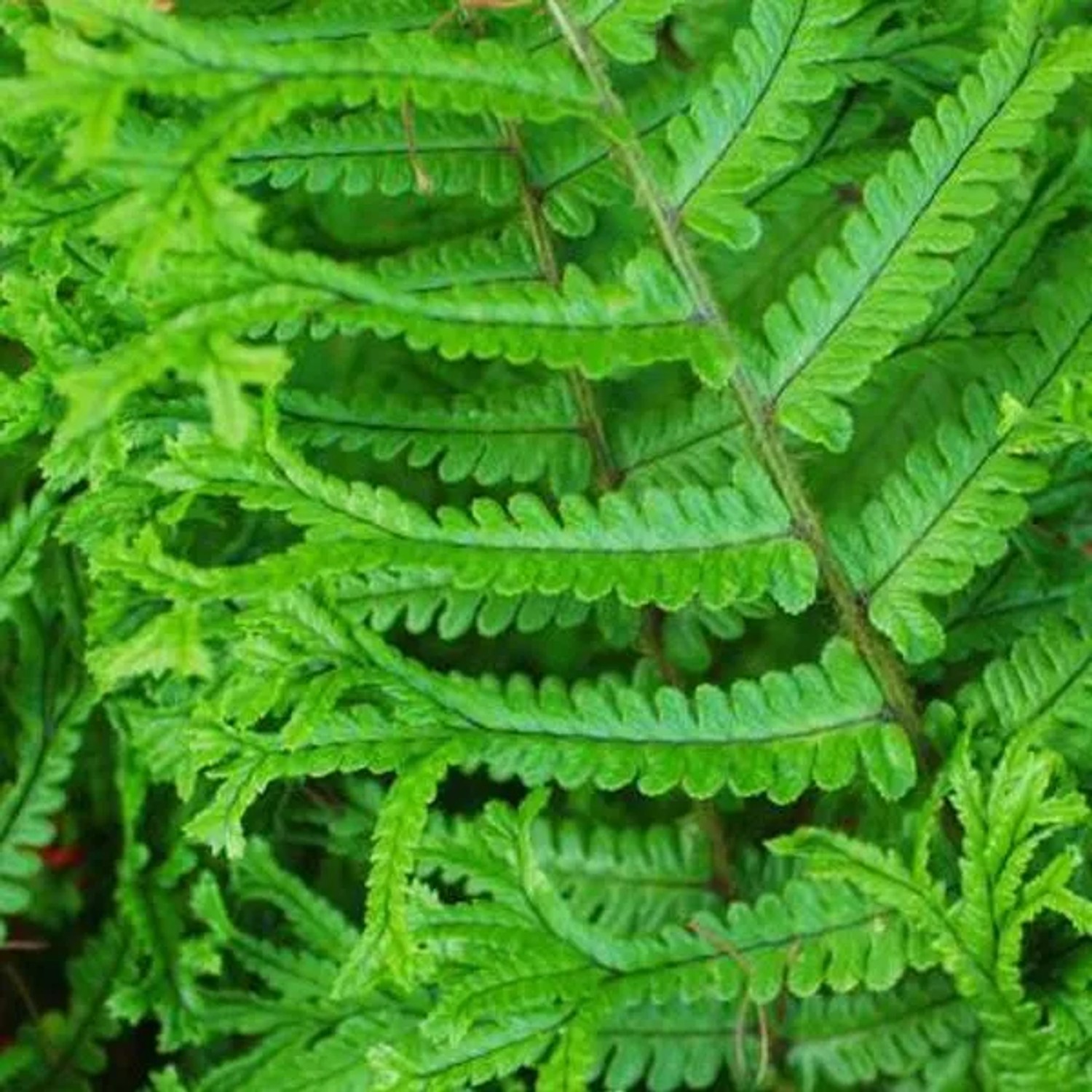 6 x Goldschuppenfarn Dryopteris affinis Topf 9cm Immergrünes Laub