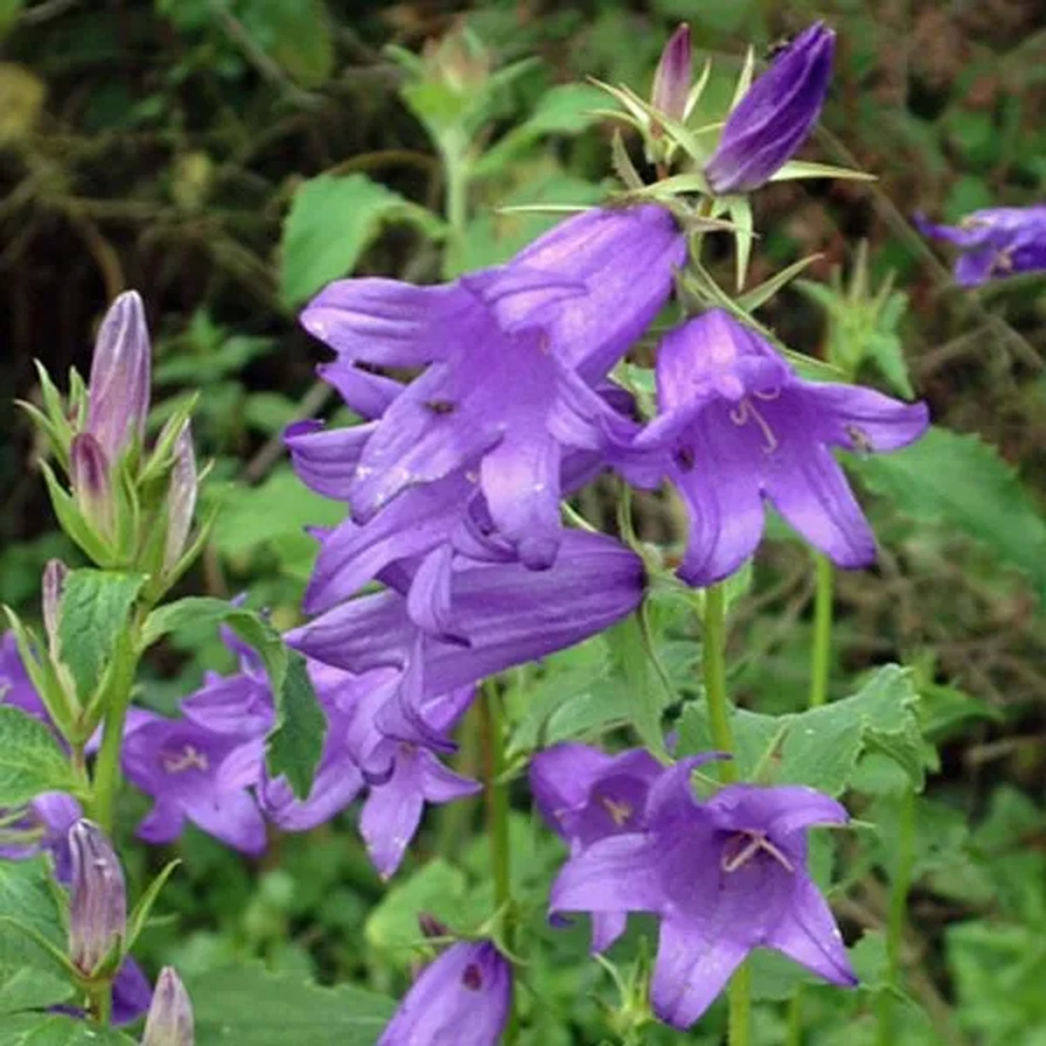 6 x Wald-Glockenblume 'Macrantha' Campanula,atifolia Topf 9cm Große Blüten