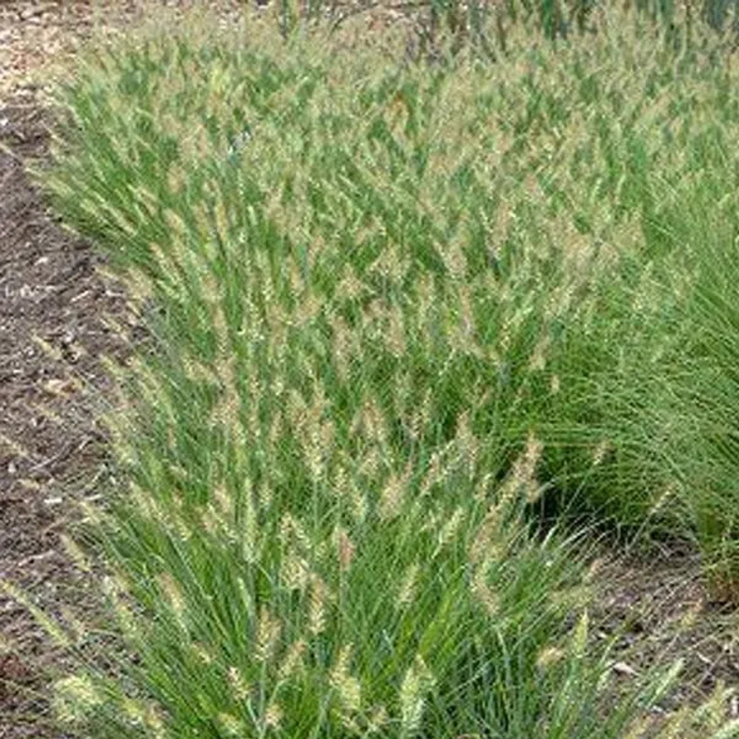 6 x Lampenputzergras 'Little Bunny' Pennisetum alopecuroides Topf 9cm Kompakt Wachsend