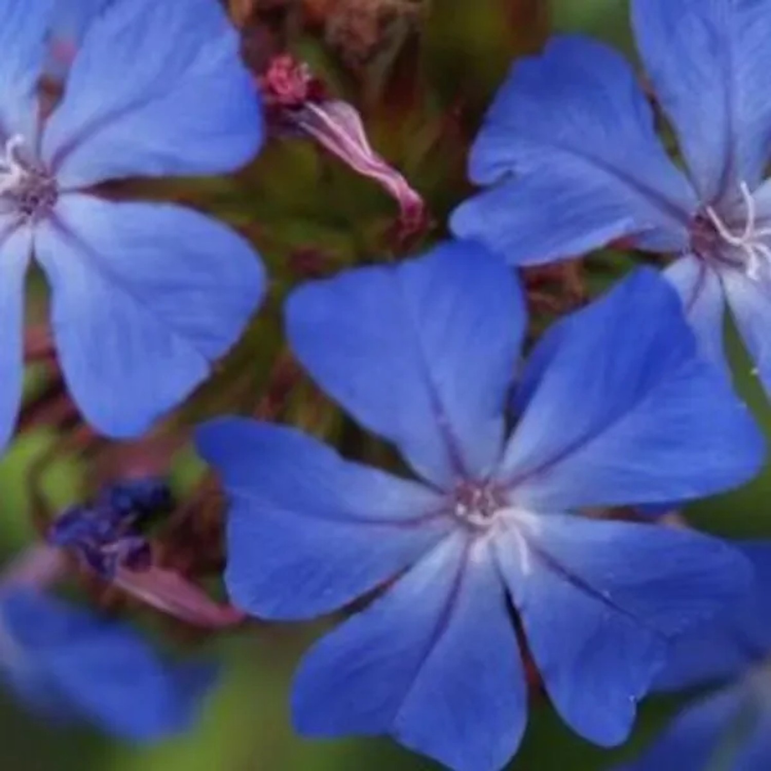 6 x Bleiwurz 'Willmottianum' Ceratostigma willmottianum Topf 9cm Kleine Blaue Blüten