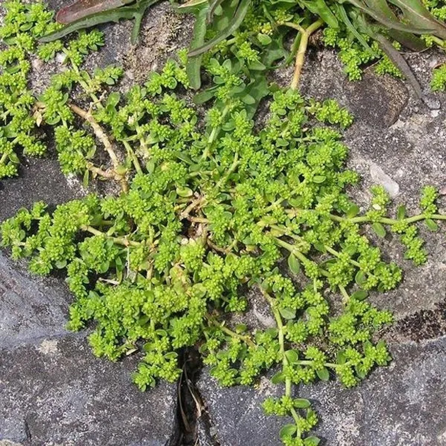 6 x Bruchkraut Herniaria glabra Topf 9cm Immergrün