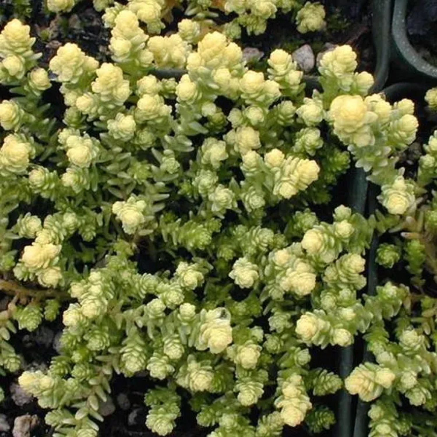 6 x Mauerpfeffer 'Elegans' Sedum Acre Topf 9cm Schnell Wachsend
