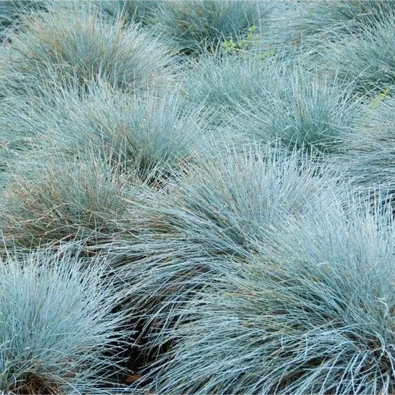 6 x Blauschwingel 'Elijah Blue' Festuca glauca Topf 9cm Blaugraues Laub