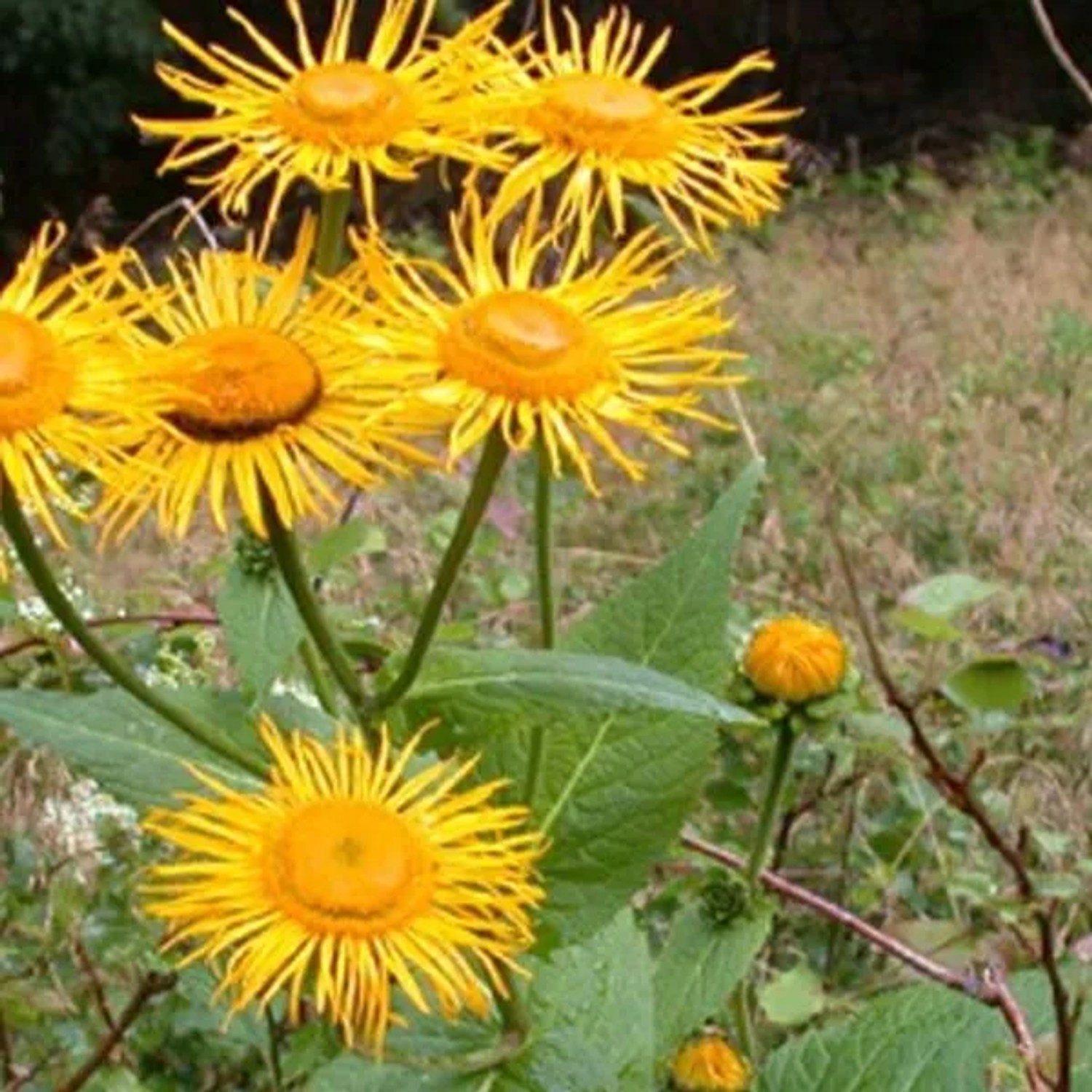 6 x Scheinalant Telekia speciosa Topf 9cm Große Gelbe Blüten