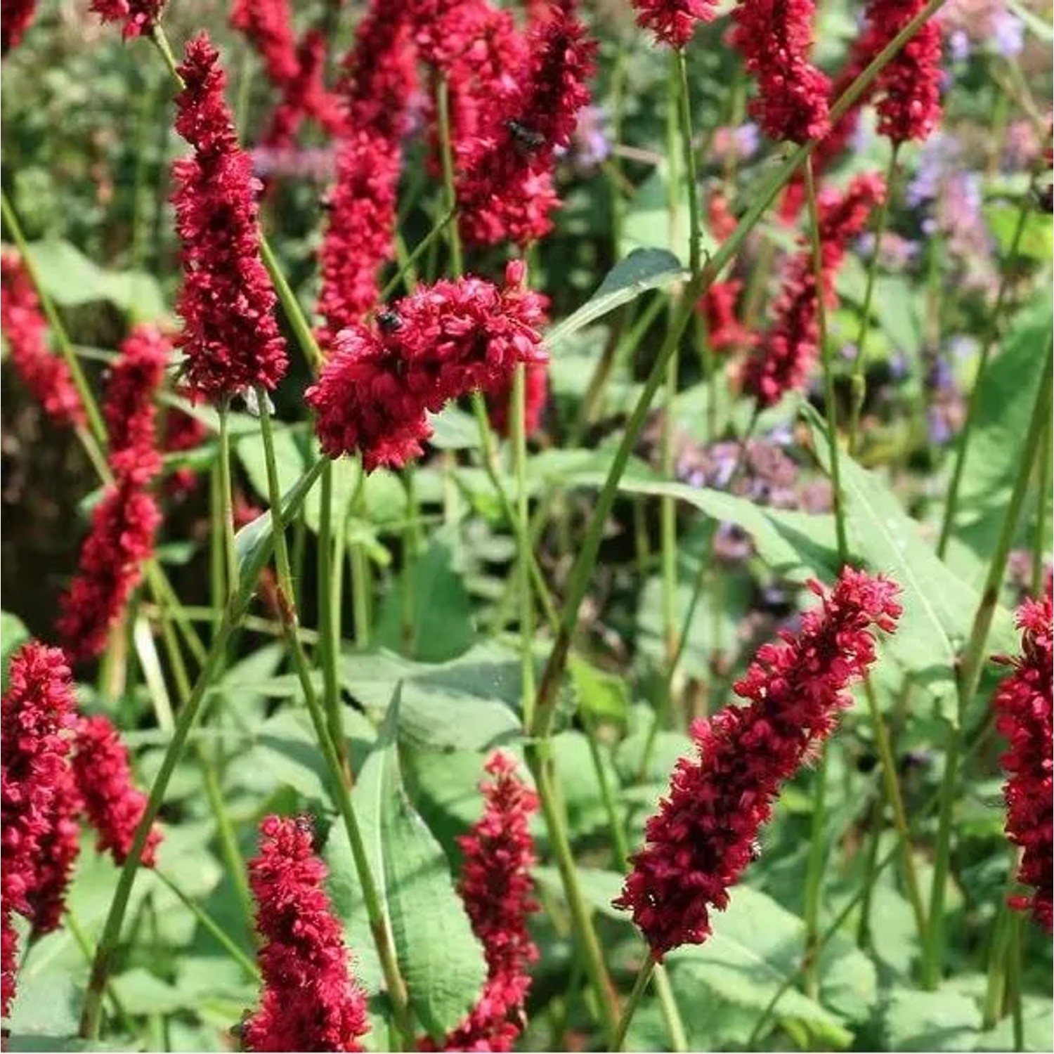 6 x Kerzenknöterich 'Fat Domino' Persicaria amplexicaulis Topf 9cm Dunkelrote Blüten