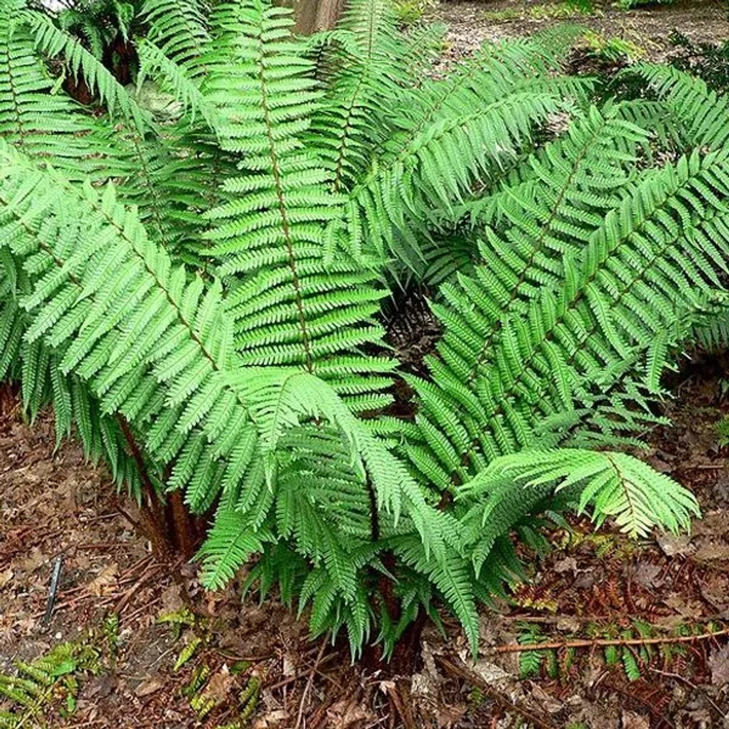 6 x Wallichs Wurmfarn Dryopteris wallichiana Topf 9cm Gefiedertes Laub