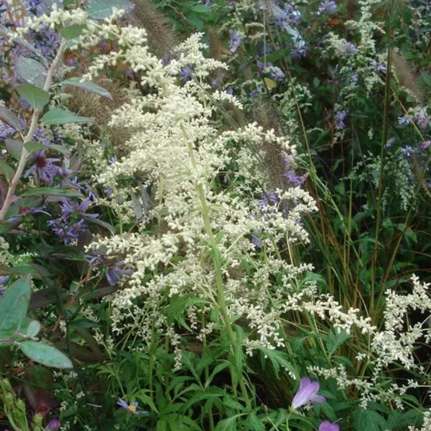 6 x Weißblühender China-Beifuß Artemisia,actiflora Topf 9cm Weiße Blüten