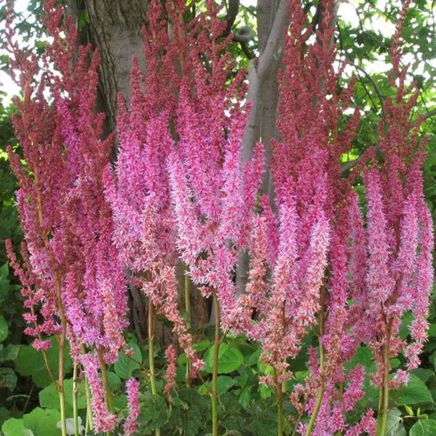 6 x Lanzenspiere 'Superba' Astilbe chinensis Topf 9cm Schnittblume