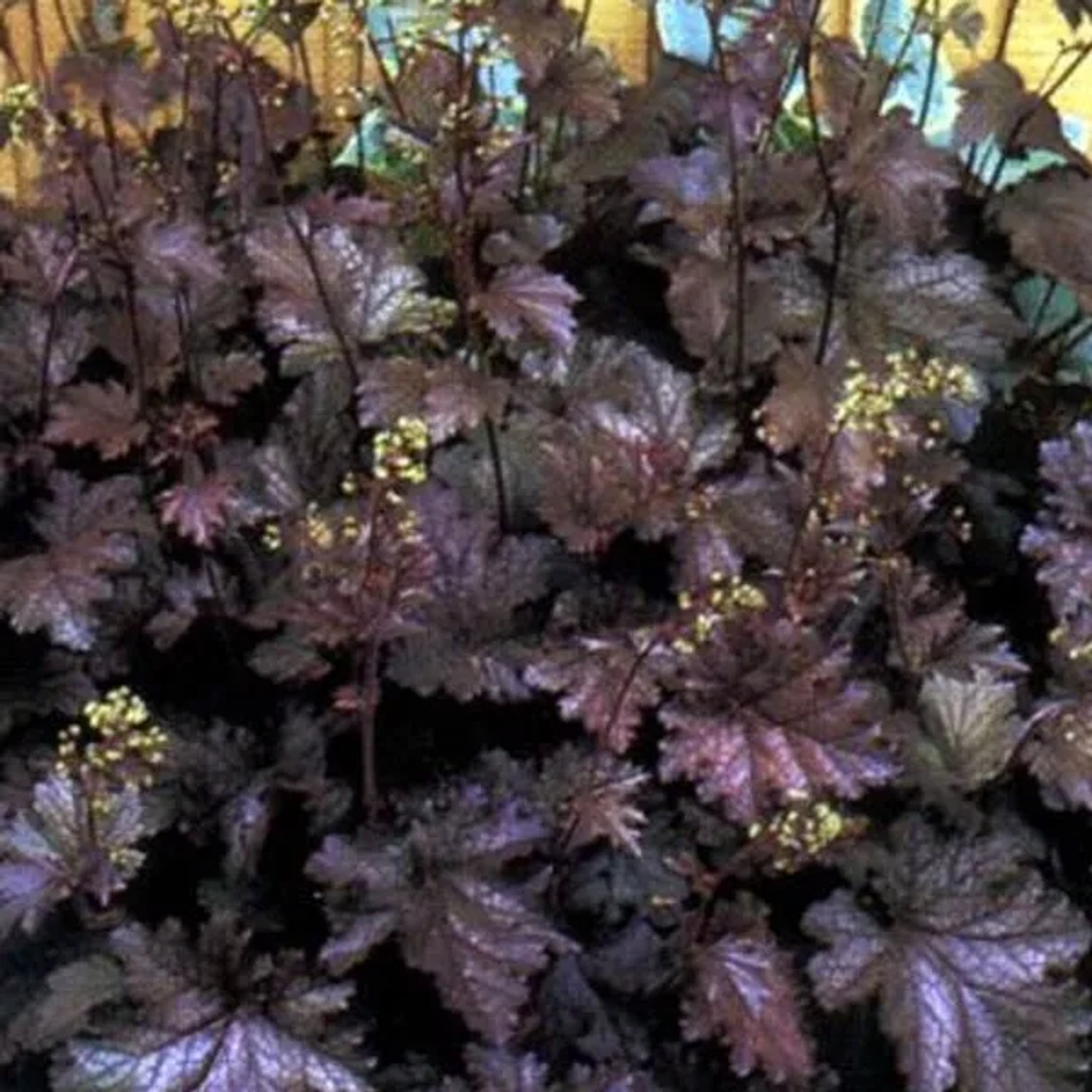 6 x Purpurglöckchen 'Stormy Seas' Heuchera Topf 9cm Schnittblume