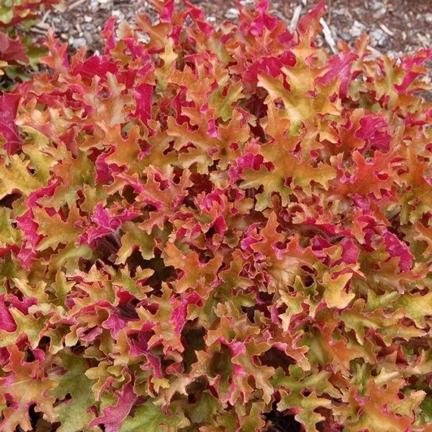 6 x Purpurglöckchen 'Marmalade' Heuchera Topf 9cm Orangefarbenes Laub