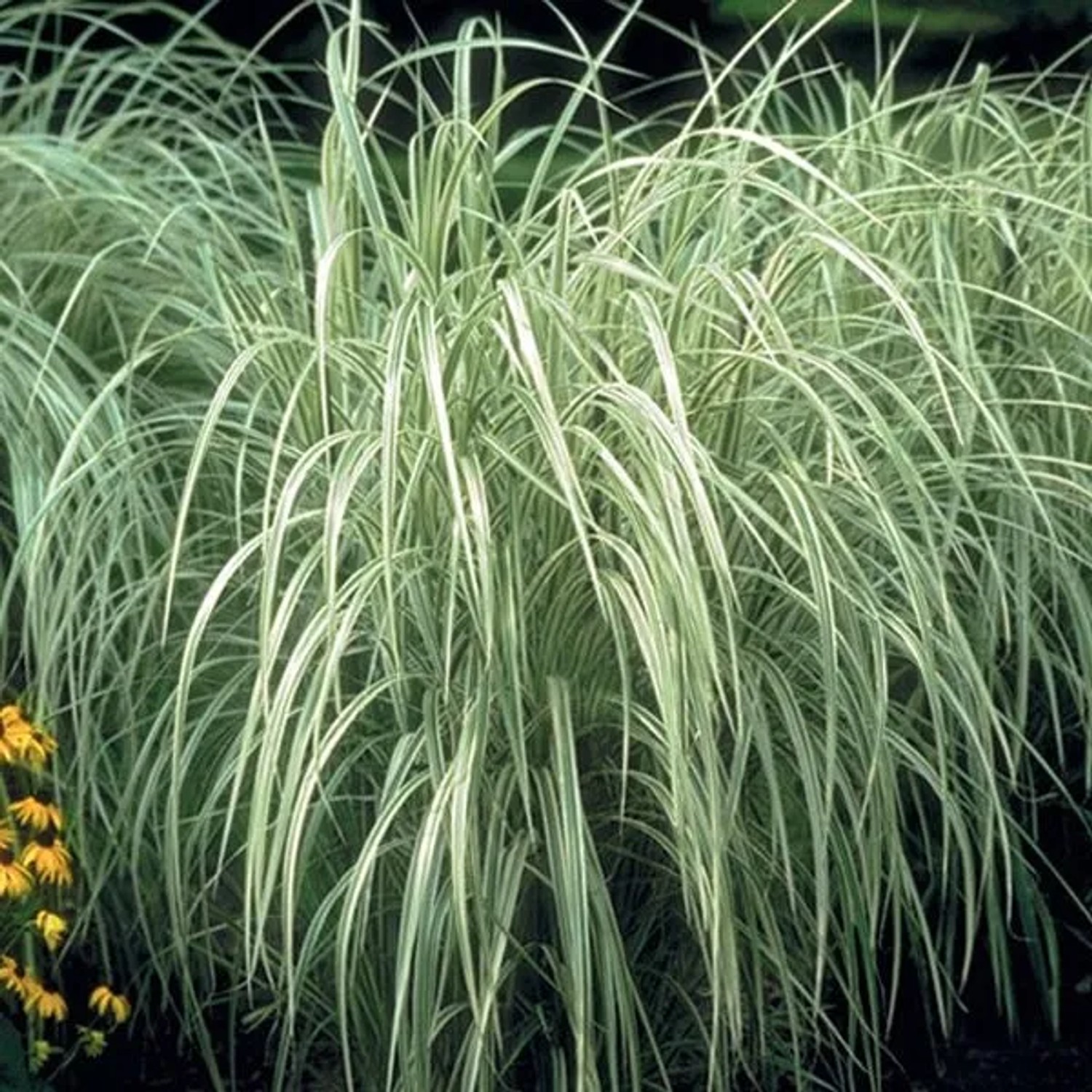 6 x Chinaschilf 'Variegatus' Miscanthus sinensis Topf 9cm Weiß Gestreiftes Laub