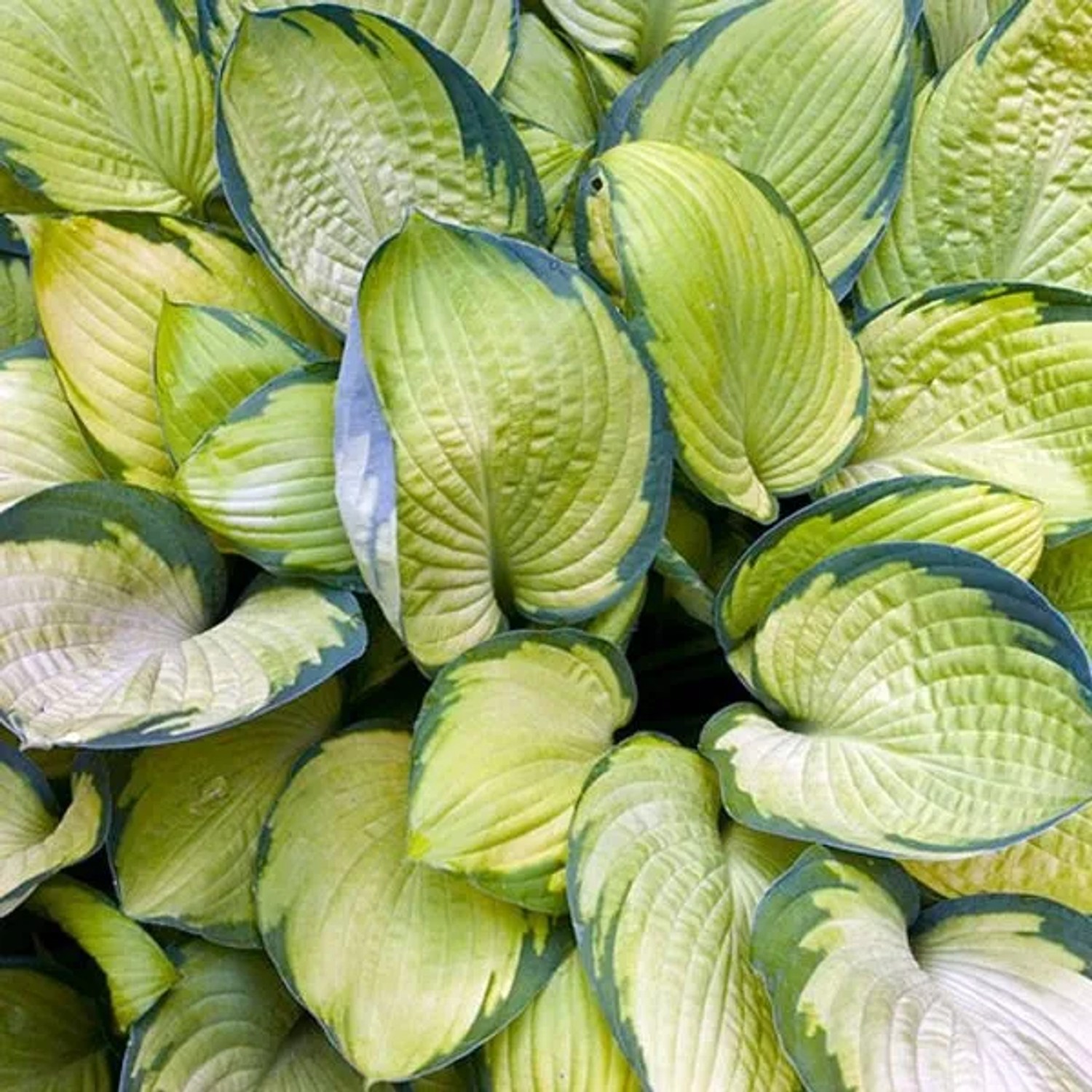 6 x Funkie 'Gold Standard' Hosta Topf 9cm Gelbgrünes Laub