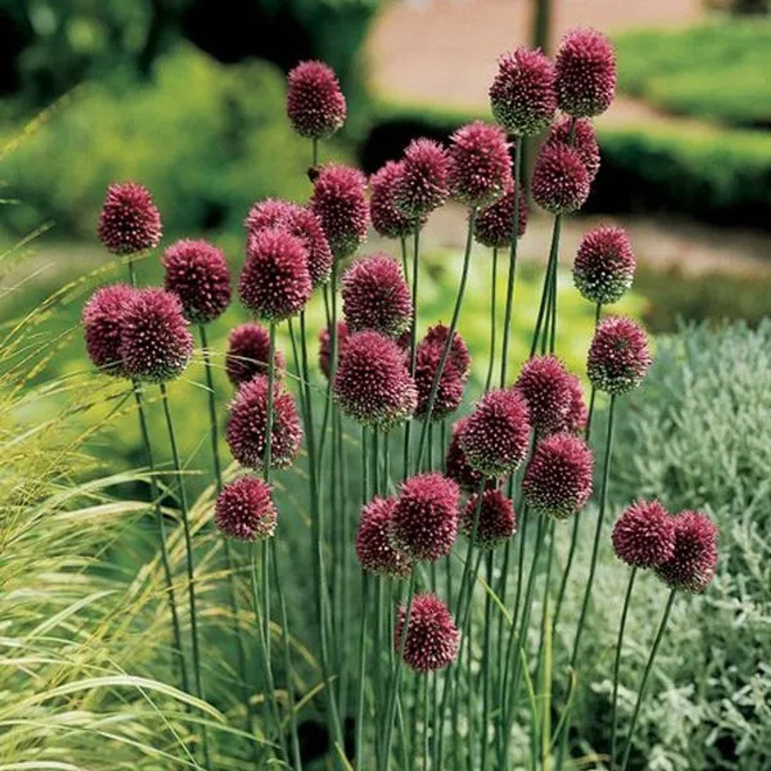 6 x Kugellauch Allium Sphaerocephalon Topf 9cm Kugelige Blüten