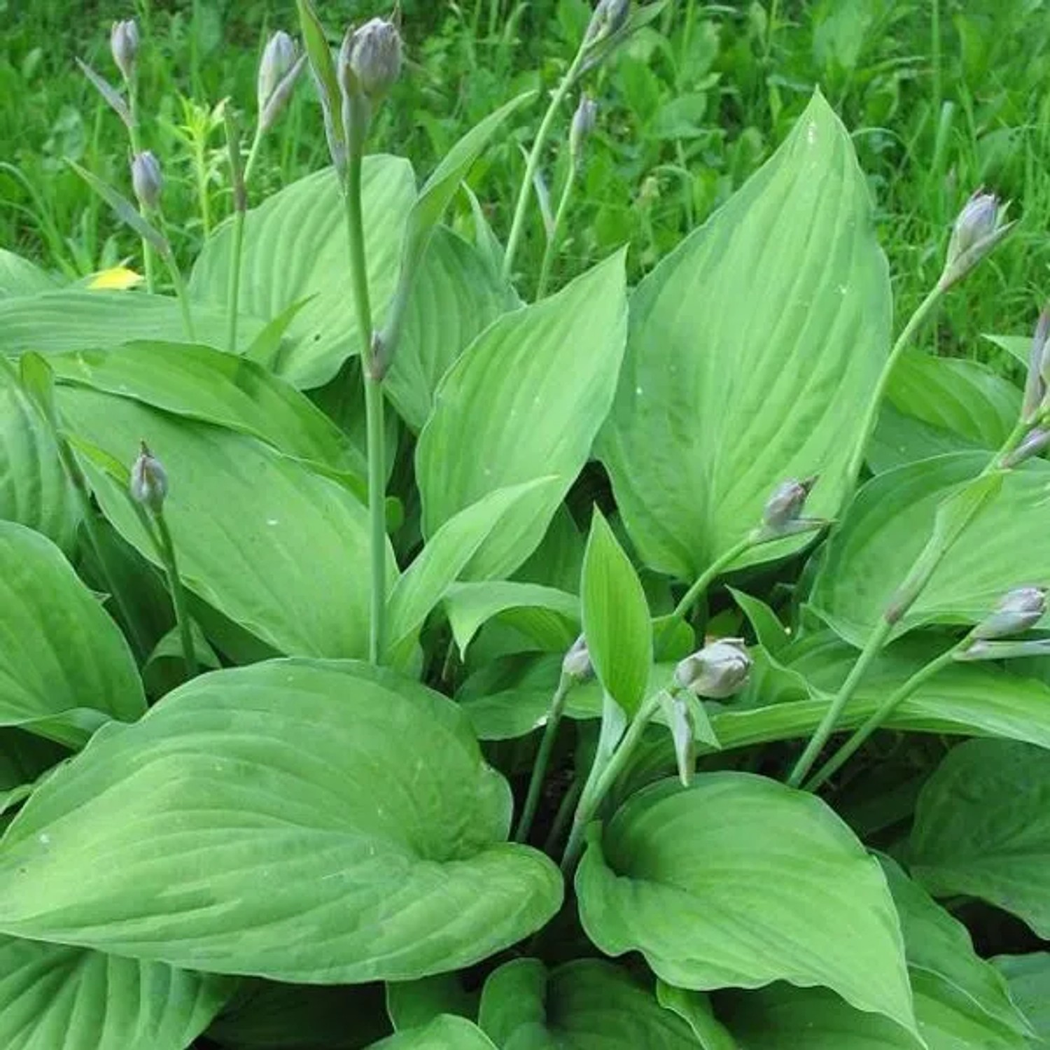 6 x Funkie 'Albopicta' Hosta Fortunei Topf 9cm Beetrandpflanze