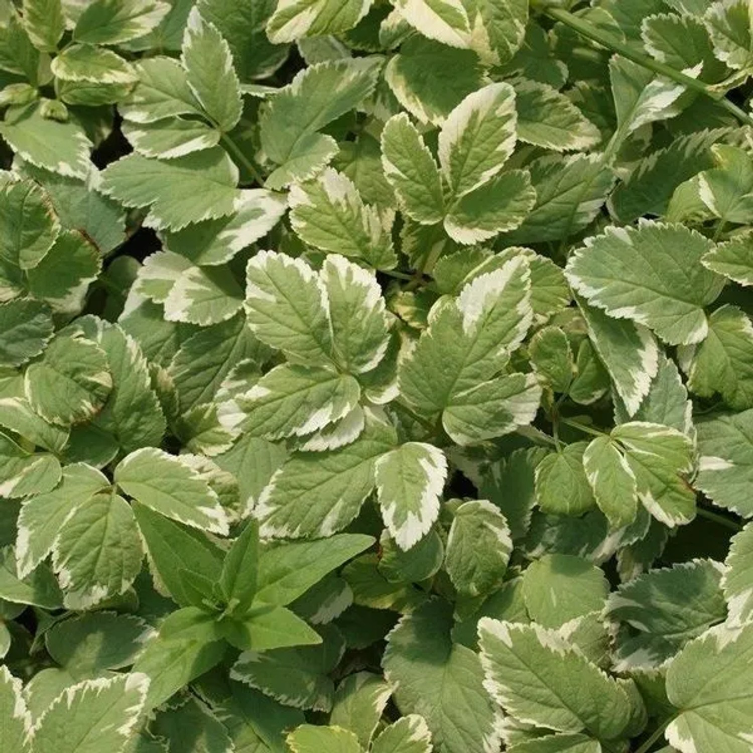6 x Giersch 'Variegatum' Aegopodium podagraria Topf 9cm Panaschiert