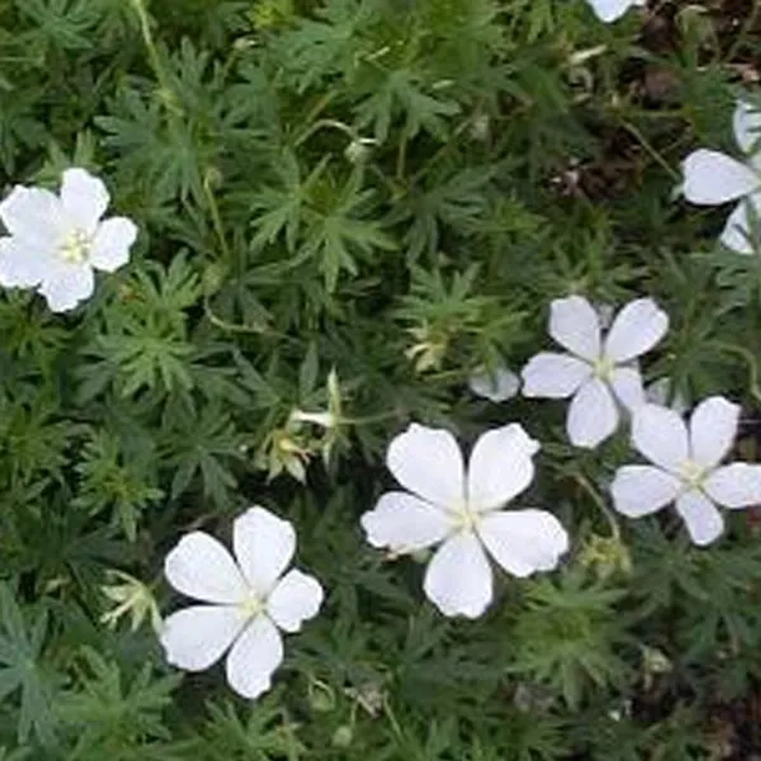 6 x Storchschnabel 'Album' Geranium sanguineum Topf 9cm Weiße Blüten