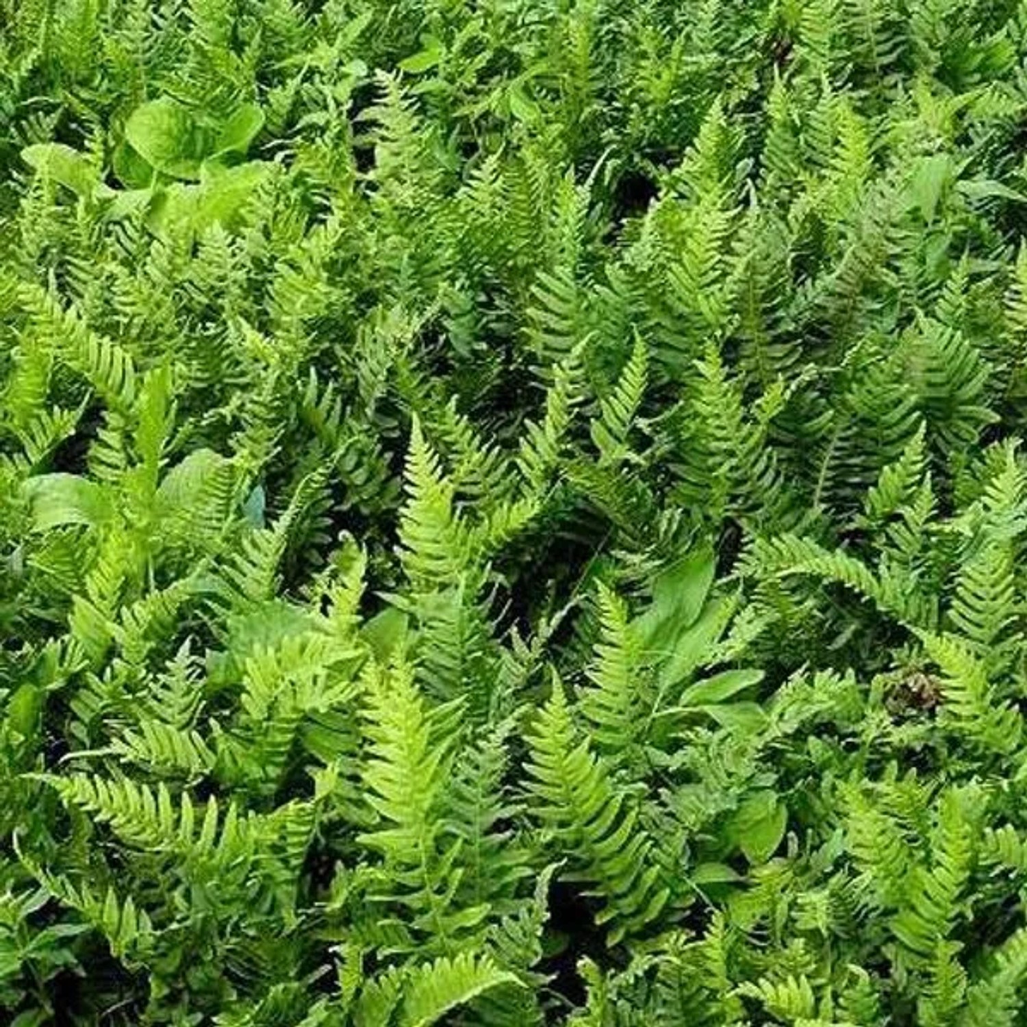 6 x Tüpfelfarn Polypodium Vulgare Topf 9cm Winterhart