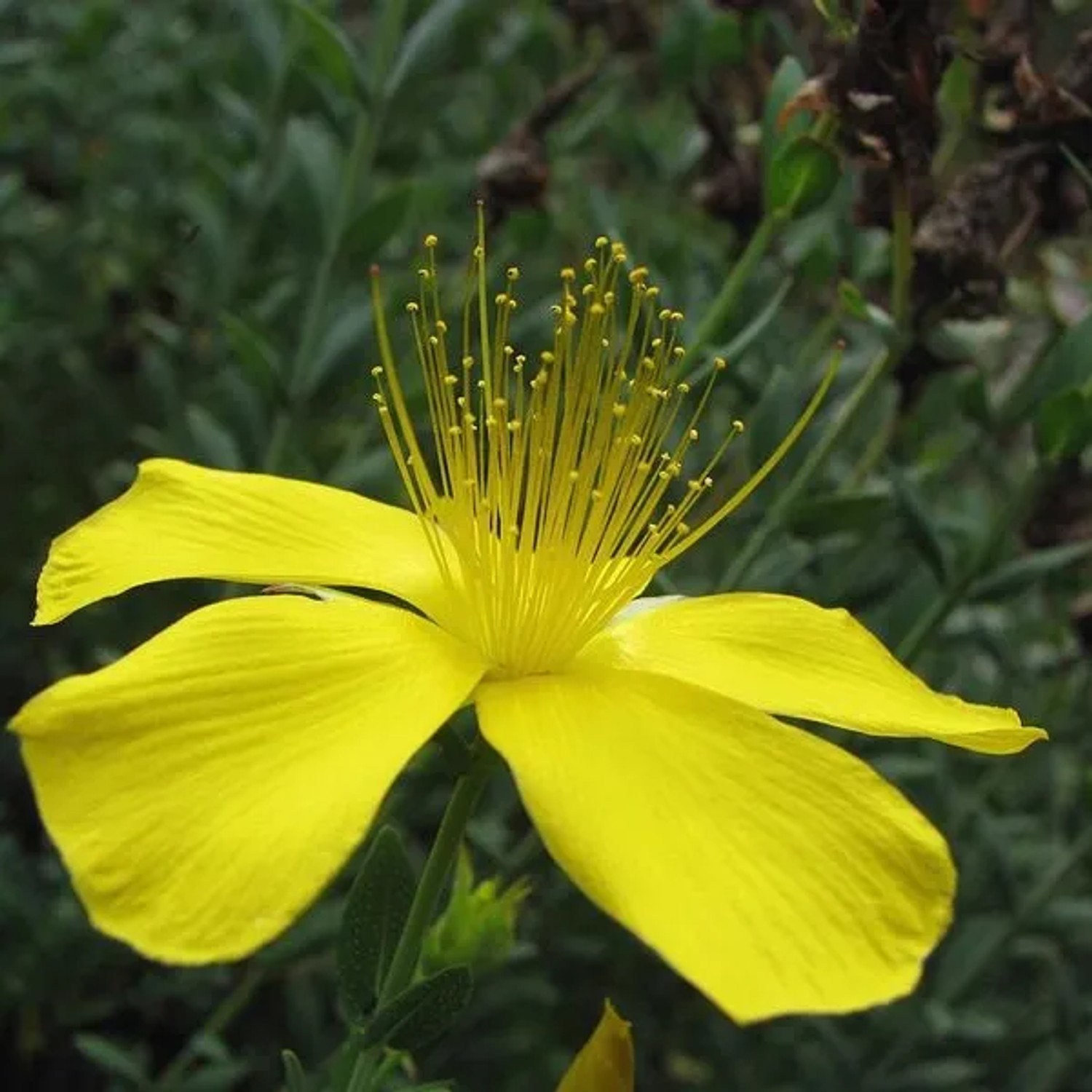 6 x Johanniskraut Hypericum olympicum Topf 9cm Pflegeleicht