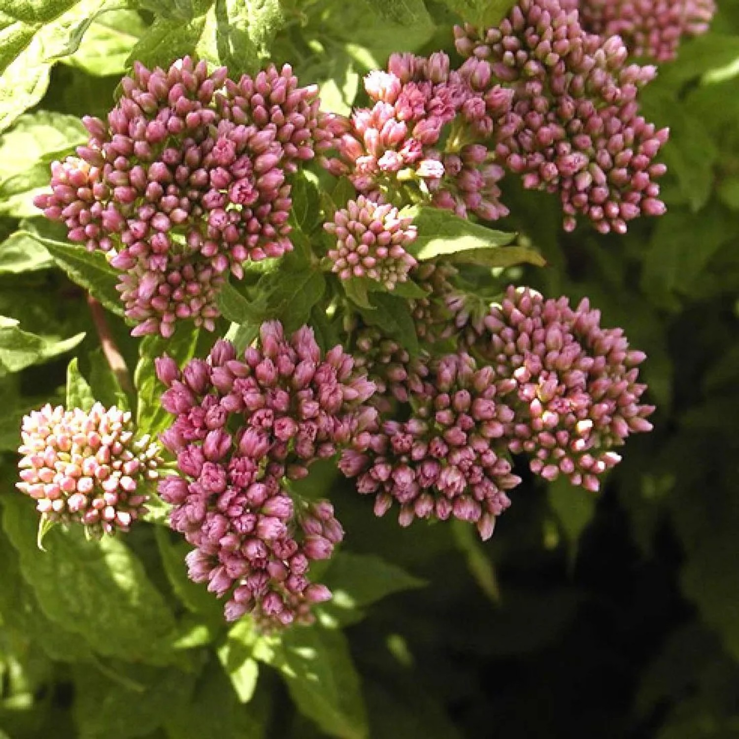 6 x Wasserdost 'Plenum' Eupatorium cannabinum Topf 9cm Schmetterlingspflanze