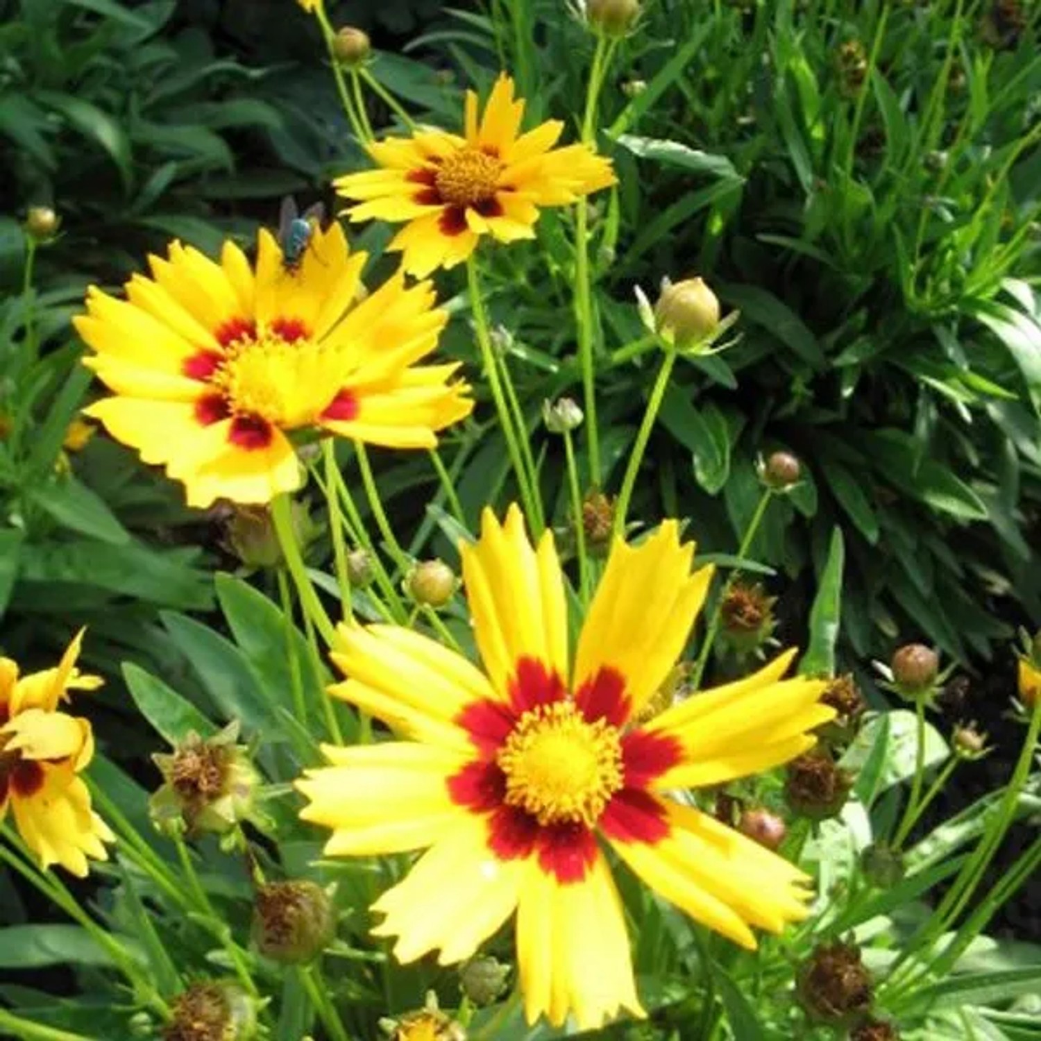 6 x Mädchenauge 'Baby Gold' Coreopsis,anceolata Topf 9cm Gelbe Blüten