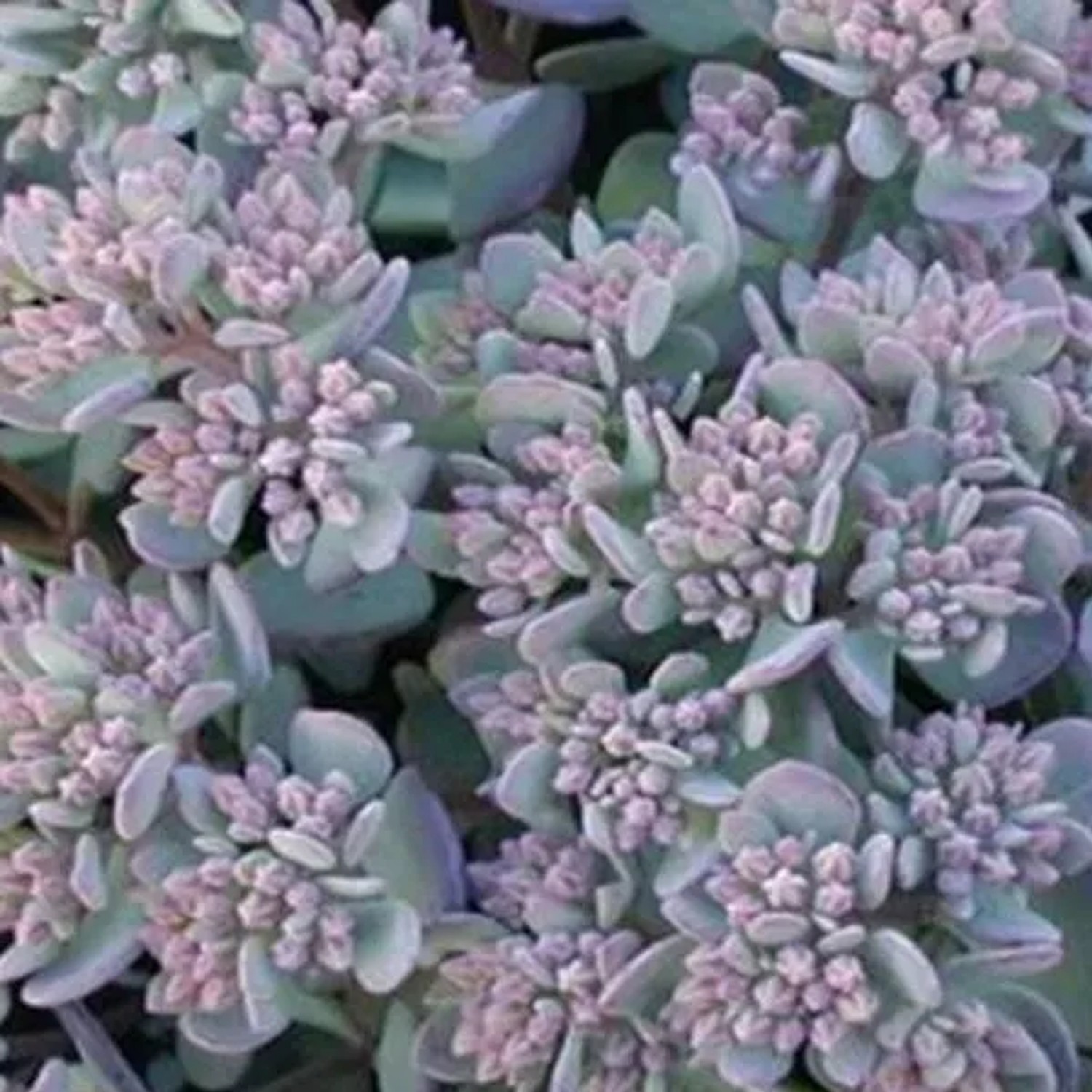 6 x Fettblatt 'Lidakense' Sedum cauticola Topf 9cm Beetrandpflanze