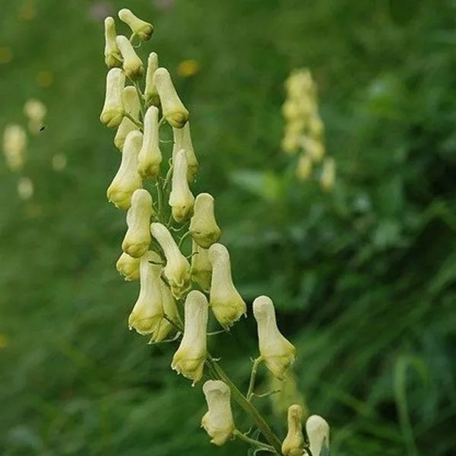 6 x Eisenhut 'Ivorine' Aconitum Septentrionale Topf 9cm Schnittblume