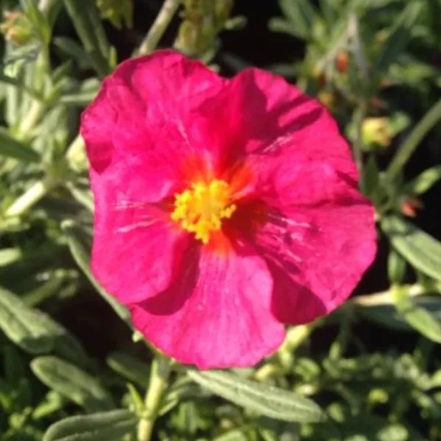 6 x Sonnenröschen 'Ben Hope' Helianthemum Topf 9cm Immergrün