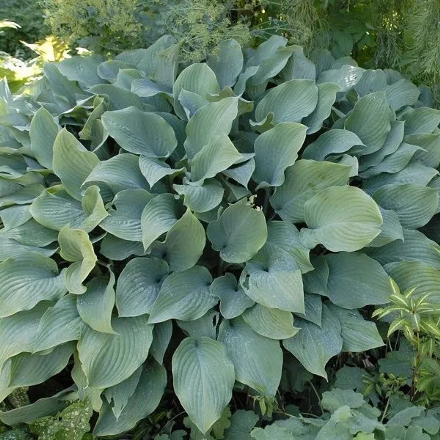 6 x Funkie 'Krossa Regal' Hosta Topf 9cm Blaugrünes Laub