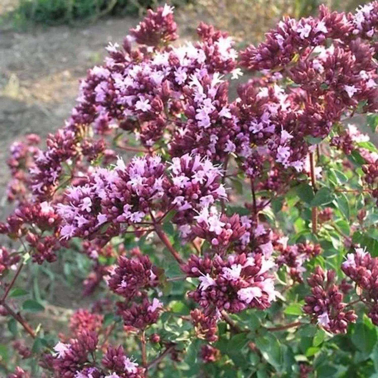 6 x Blüten-Dost 'Rosenkuppel' Origanum,aevigatum Topf 9cm Schmetterlingspflanze