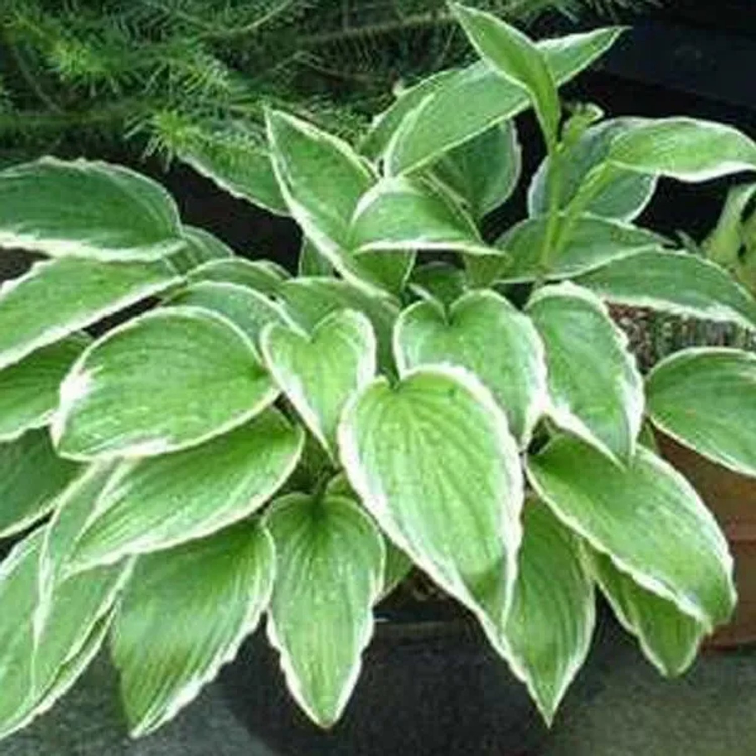 6 x Funkie Hosta crispula Topf 9cm Beetrandpflanze
