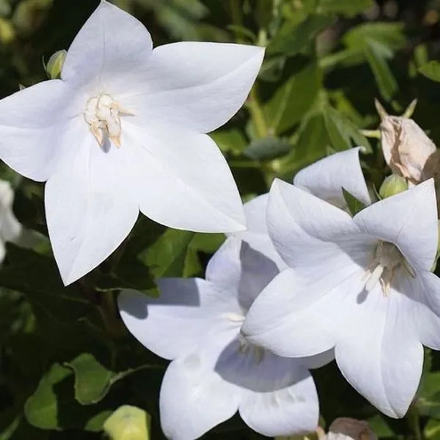 6 x Ballonblume 'Fuji White' Platycodon grandiflorus Topf 9cm Weiße Blüten