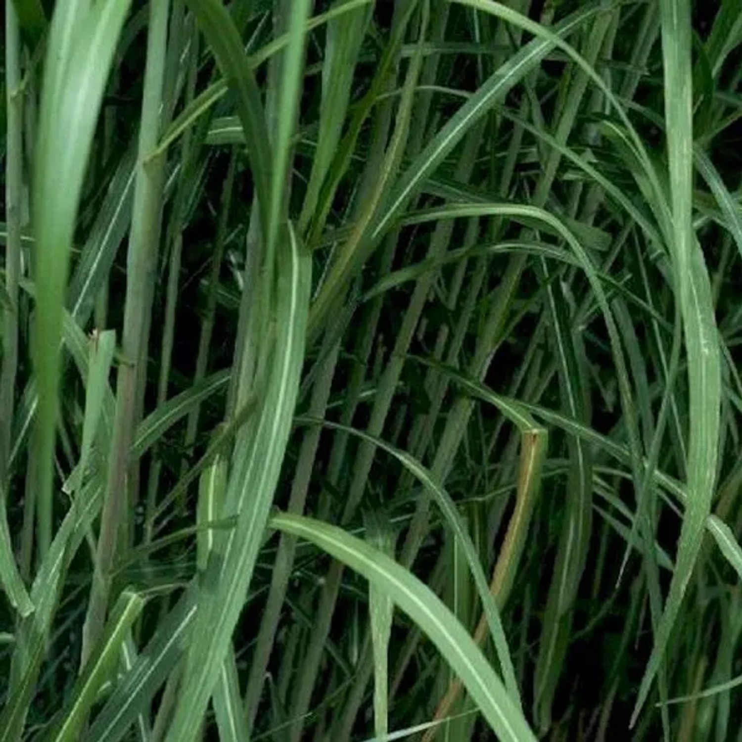 6 x Riesen-Chinaschilf 'Giganteus' Miscanthus floridulus Topf 9cm Hoch Wachsend