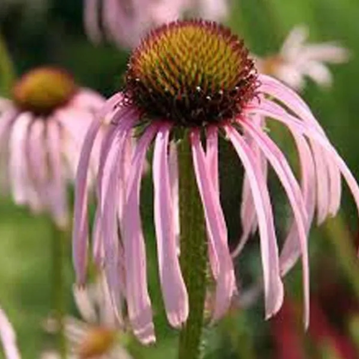 6 x Bleicher Scheinsonnenhut Echinacea pallida Topf 9cm Beetrandpflanze