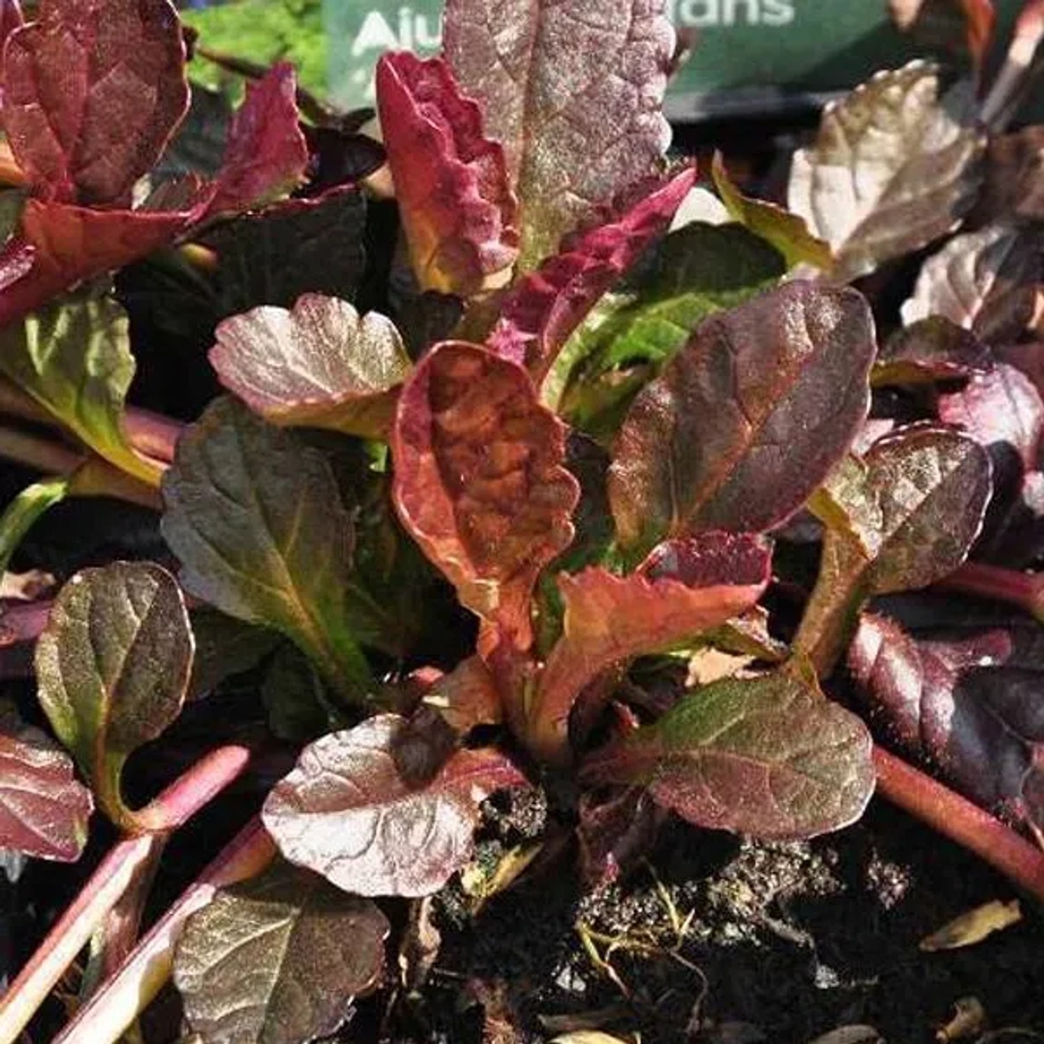 6 x Günsel 'Atropurpurea' Ajuga Reptans Topf 9cm Violette Blüten