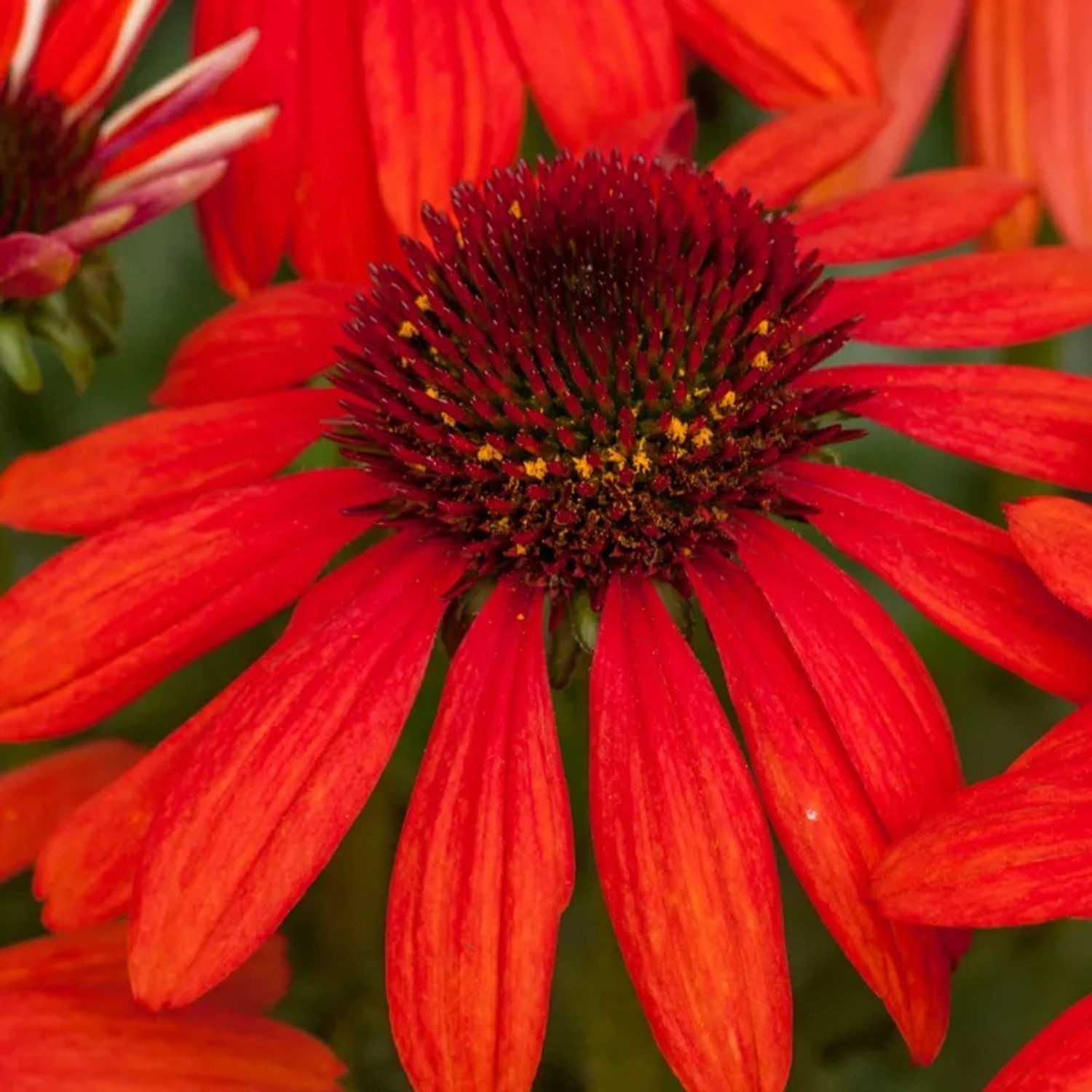 6x Scheinsonnenhut 'Red Pearl' Echinacea purpurea Topf 9 cm Tiefrote Blüten