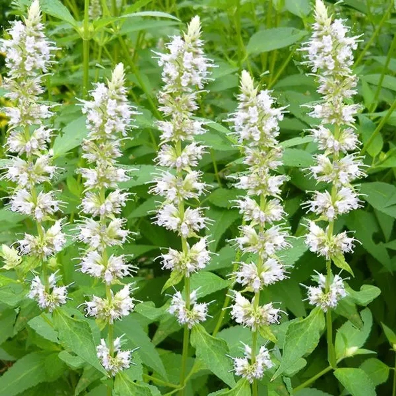 6 x Duftnessel 'Alabaster' Agastache rugosa Topf 9cm Schmetterlingspflanze
