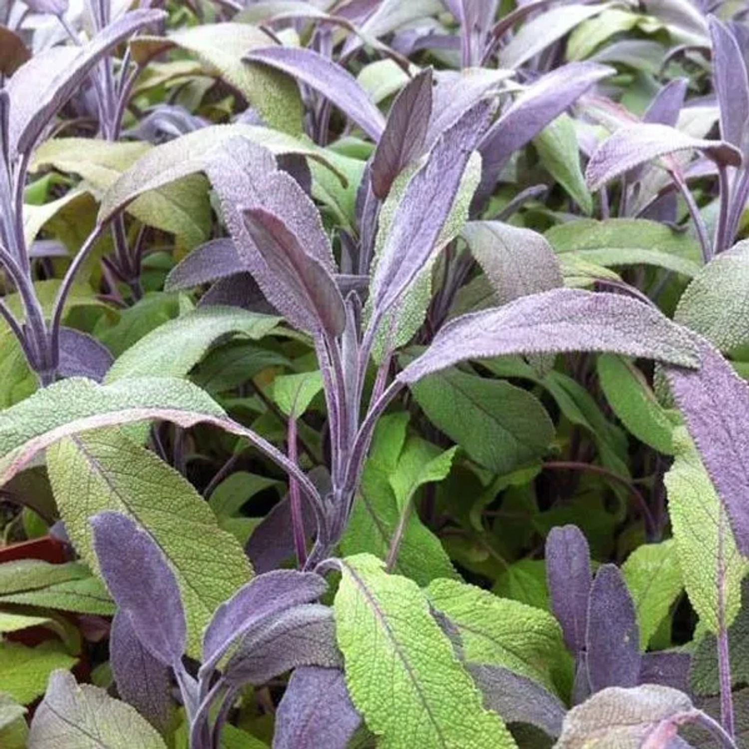 6 x Salbei 'Tricolor' Salvia officinalis Topf 9cm Buntlaubig