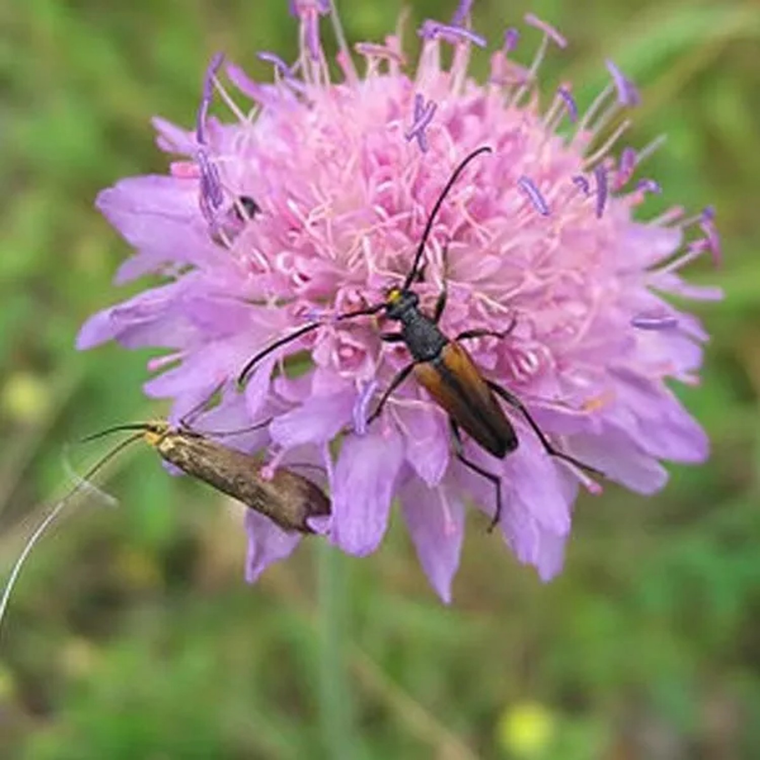 6 x Acker-Witwenblume Knautia arvensis Topf 9cm Beetrandpflanze