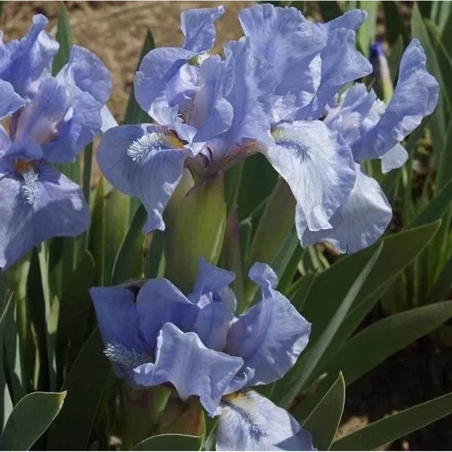 6 x Zwerg-Schwertlilie 'Blue Denim' Iris pumila Topf 9cm Azurblaue Blüten