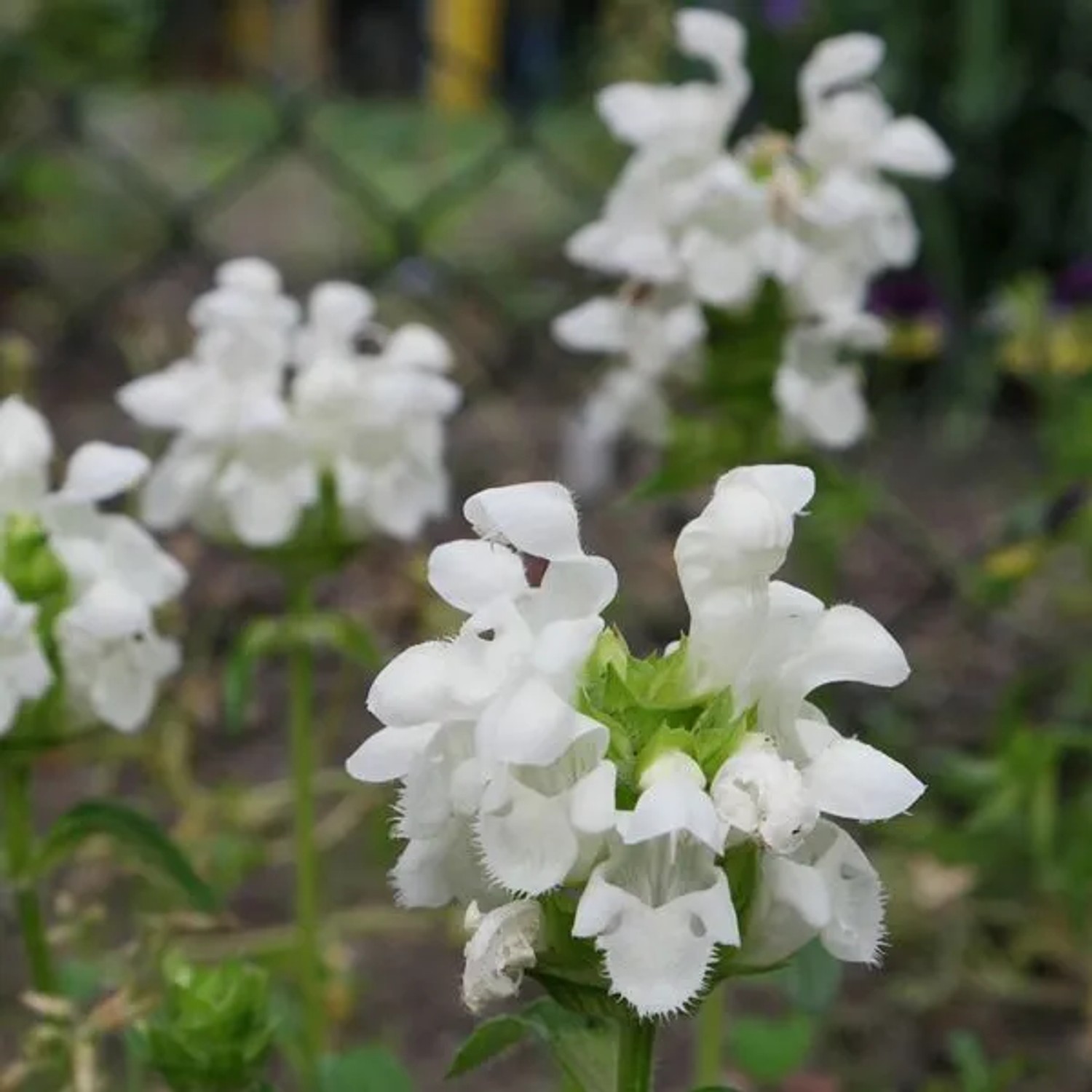 6 x Braunelle 'Alba' Prunella grandiflora Topf 9cm Beetrandpflanze