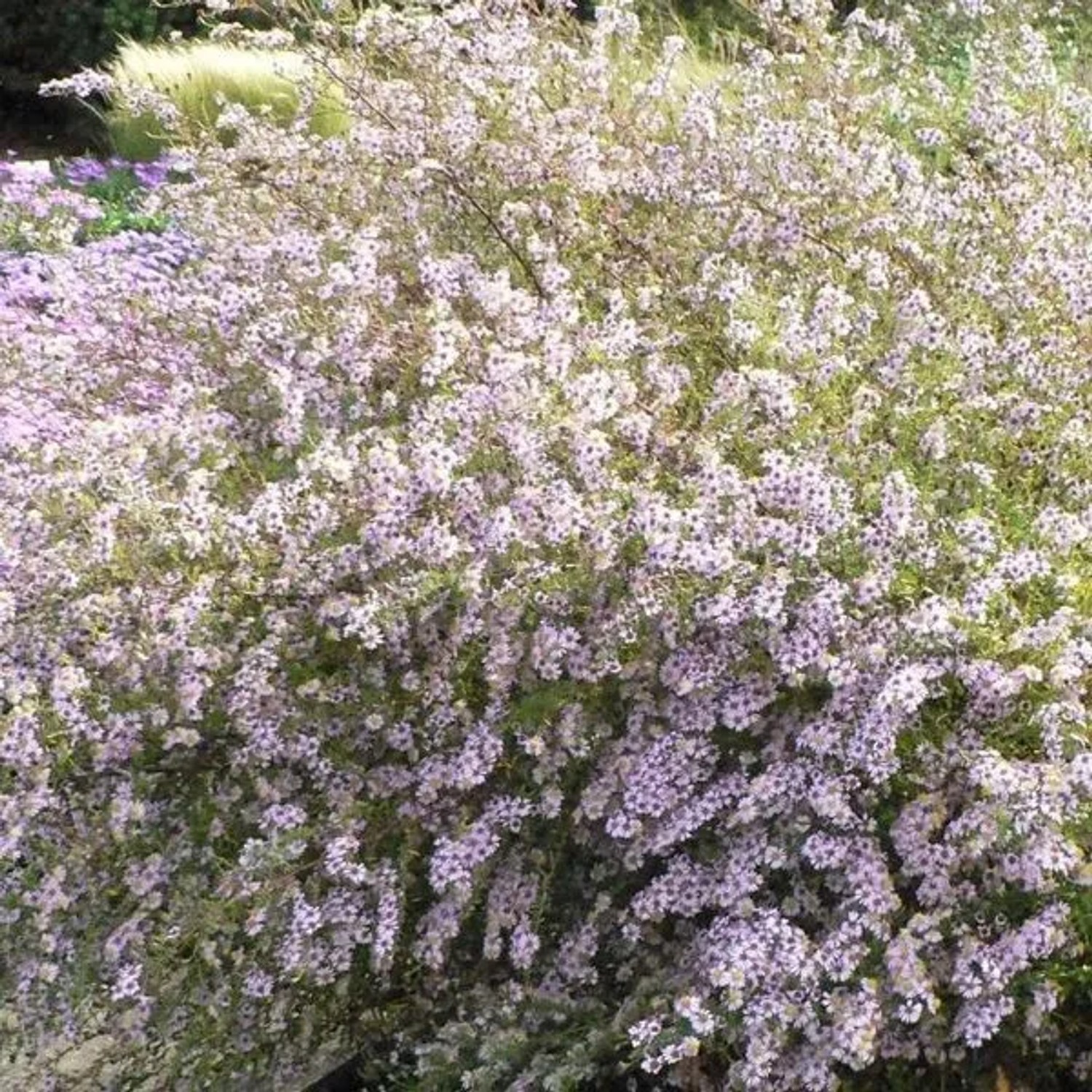 6 x Myrten-Aster 'Erlkönig' Aster ericoides Topf 9cm Herbstblüher