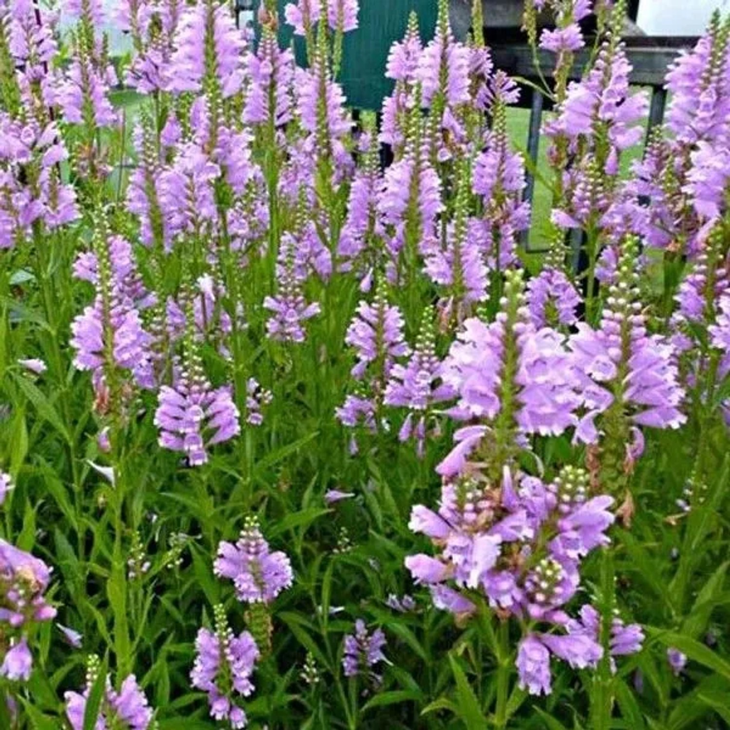 6 x Gelenkblume 'Bouquet Rose' Physostegia virginiana Topf 9cm Hellrosa Blüten