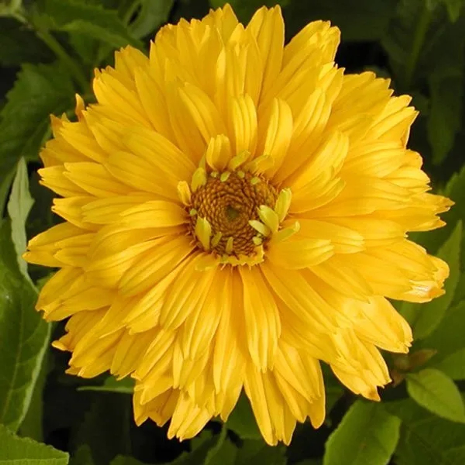 6 x Sonnenauge 'Goldgefieder' Heliopsis helianthoides Topf 9cm Gelbe Blüten