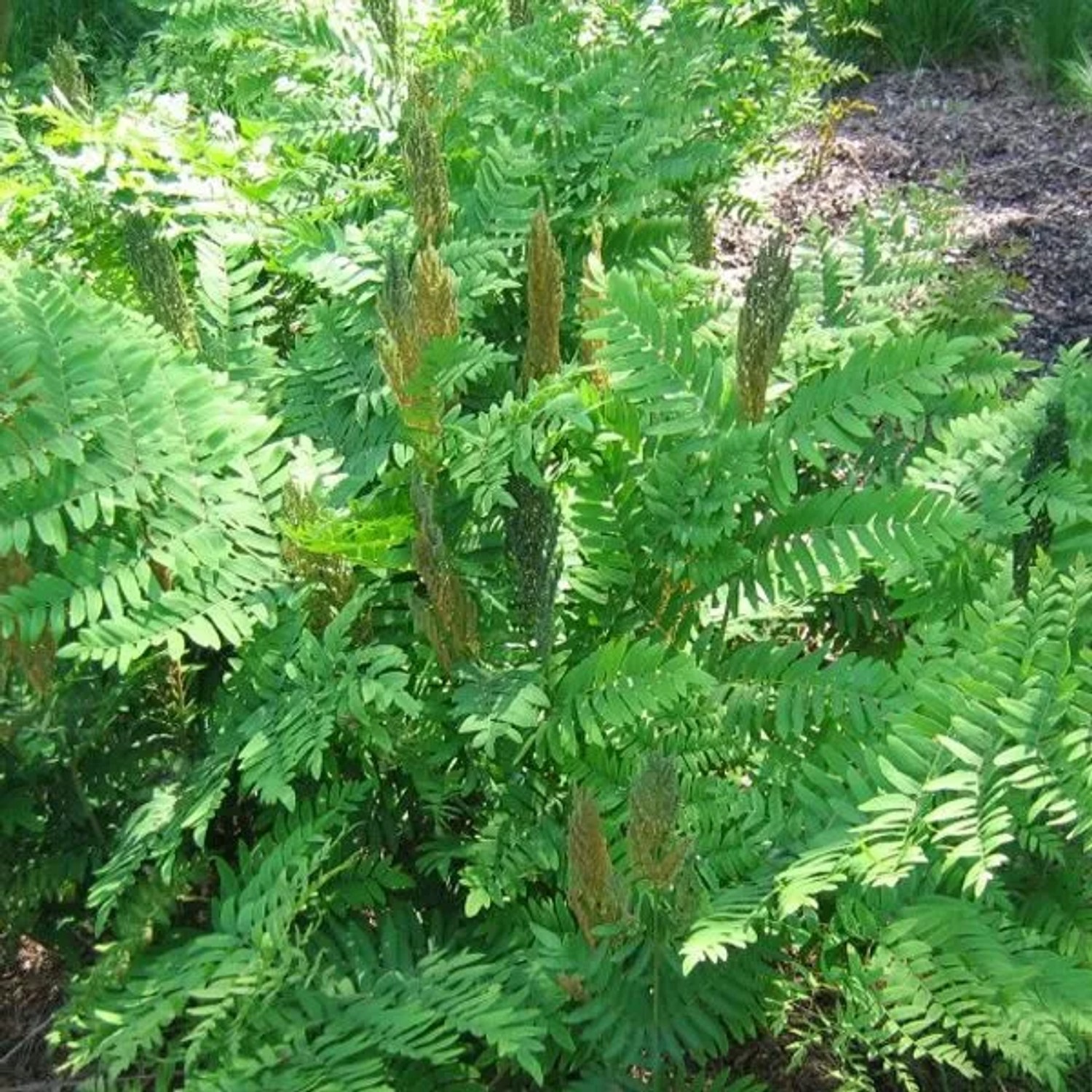 6 x Königsfarn Osmunda regalis Topf 9cm Herbstfärbung
