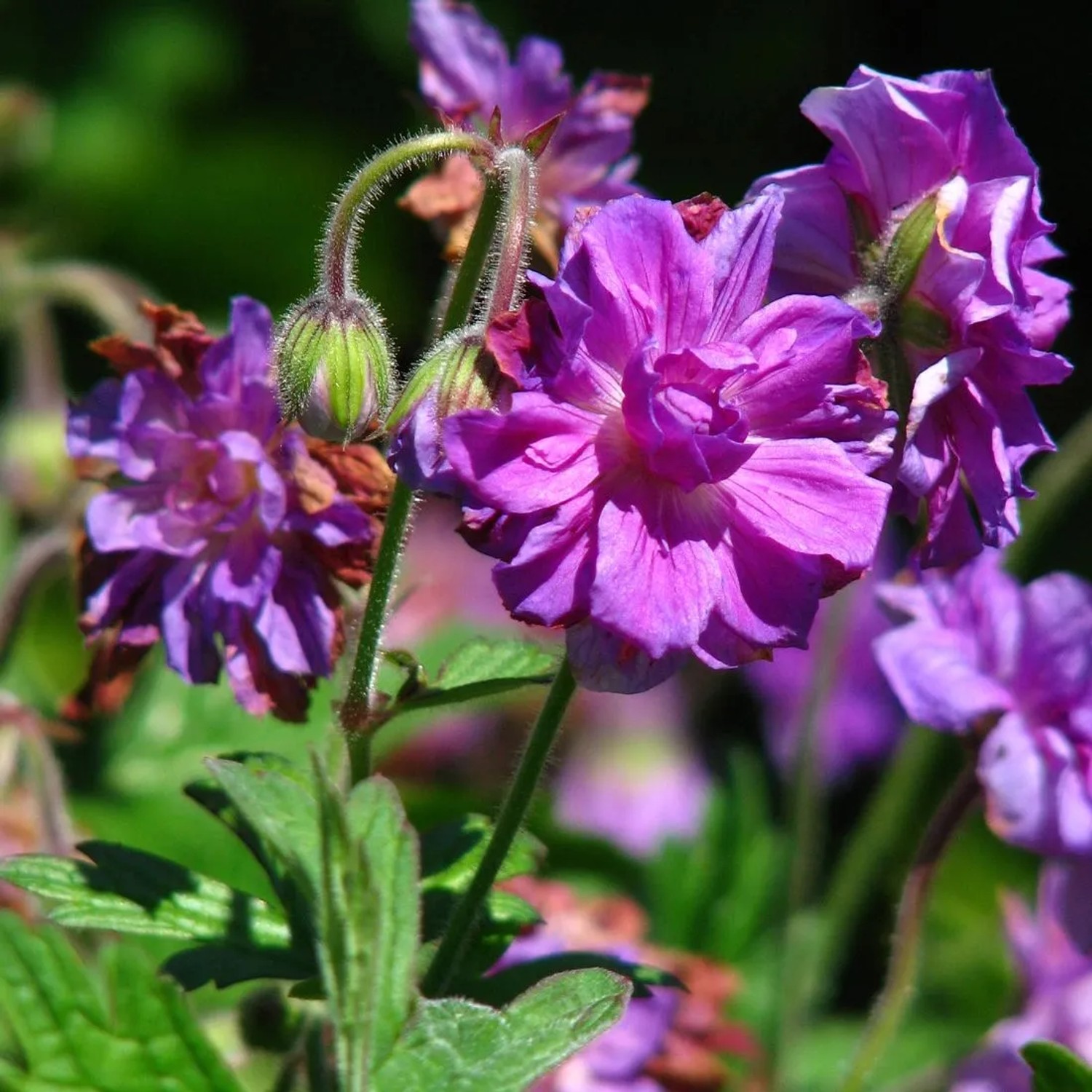 6 x Storchschnabel 'Plenum' Geranium Himalayense Topf 9cm Hellviolette Blüten